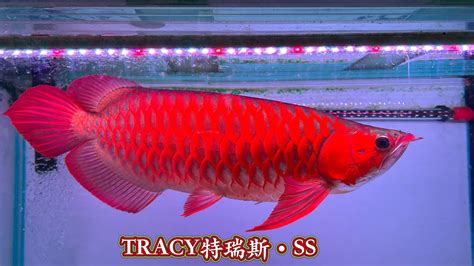 血紅龍魚價格|山水水族網購大賣場